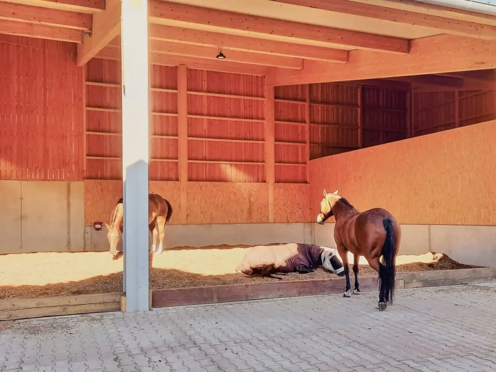 Pferde in der Liegehalle im Aktivstall