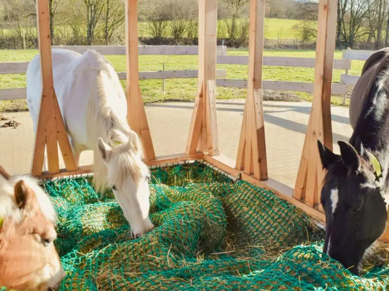 Heuraufe im Aktivstall