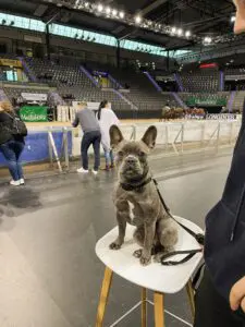 Hund zu Besuch am Schlosser Messestand