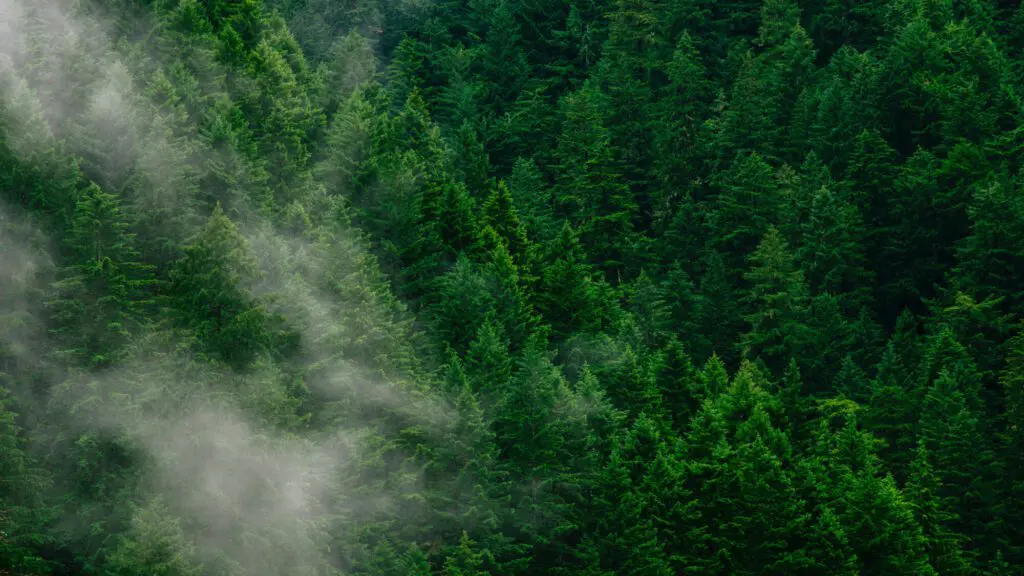 Hintergrundbild_vollflächig_Wald_Zeichenfläche 1