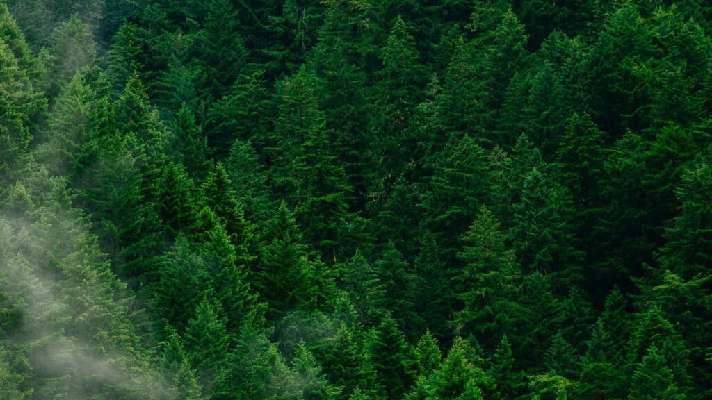 Drohnenaufnahme eines Waldbilds