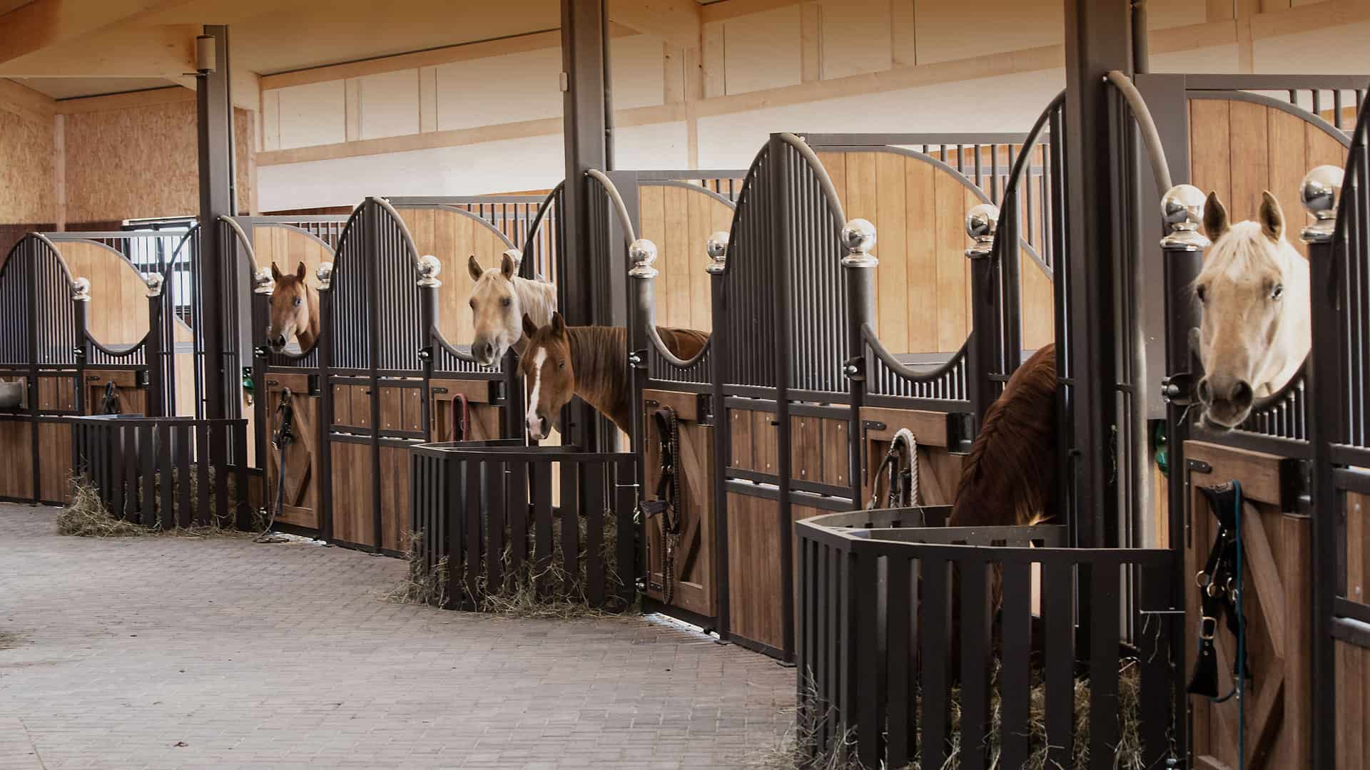 Sechs Pferdeboxen mit Pferden im Pferdestall