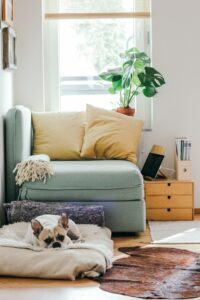 Wohnzimmereinrichtung Lagom mit grünem Sessel und Hund