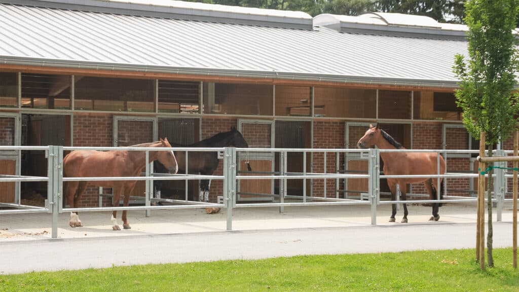 Pferde auf Paddock