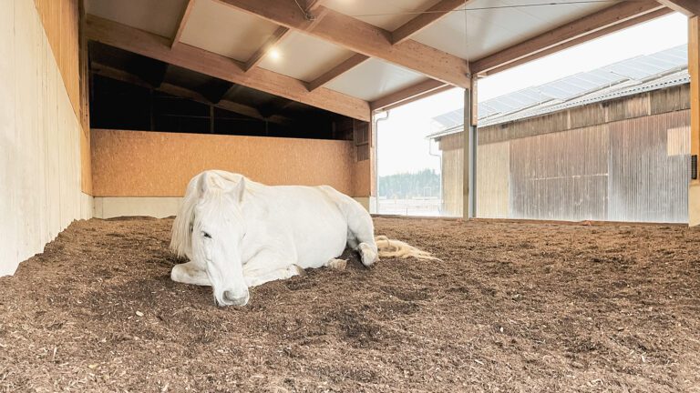 Pferd in Liegehalle