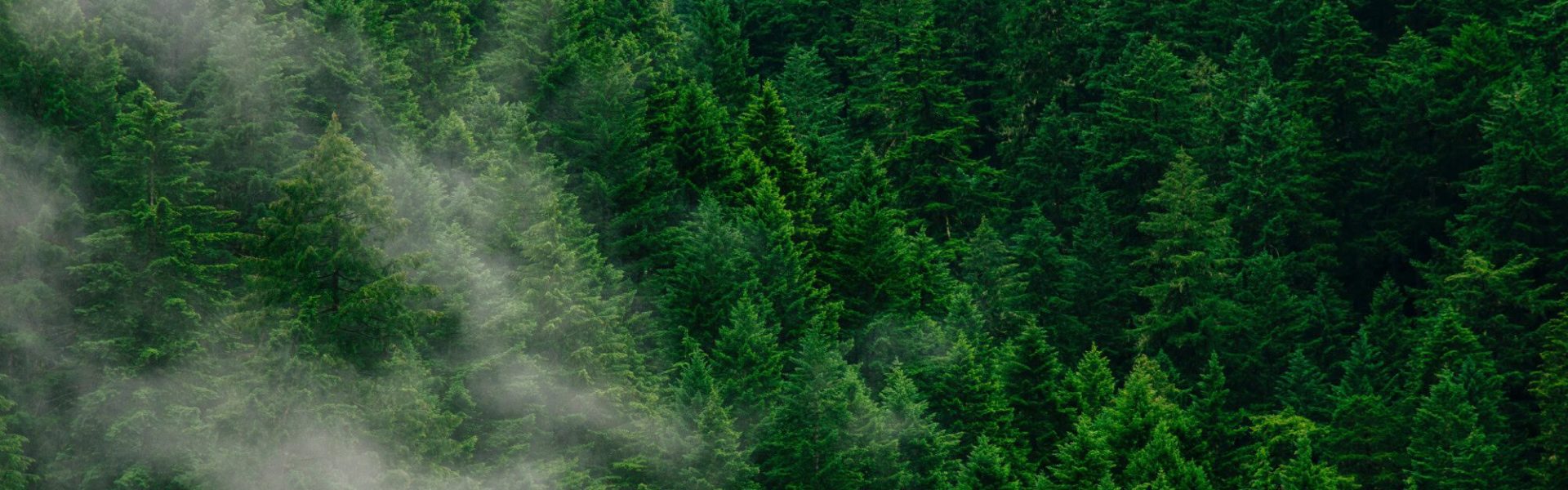 Hintergrundbild_vollflächig_Wald_Zeichenfläche 1
